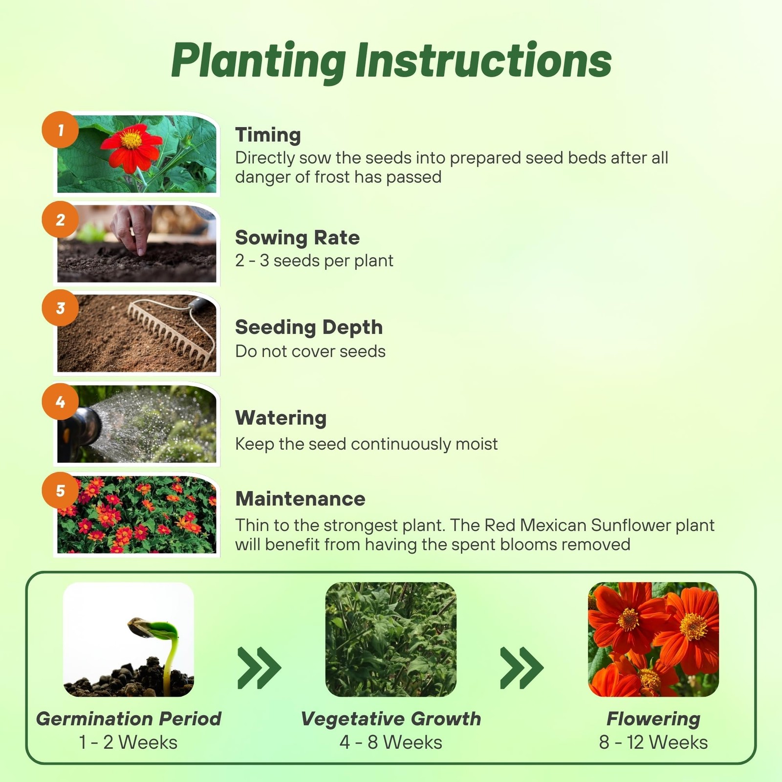 Red Torch Mexican Sunflower Seeds – Fast-Growing, Drought-Tolerant Annuals