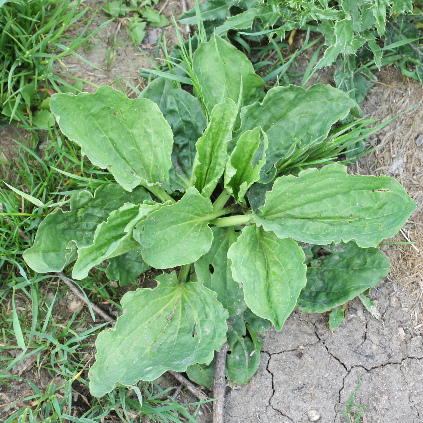 Organic Broadleaf Plantain Seeds ~ Plantago major +100 seeds Non-GMO