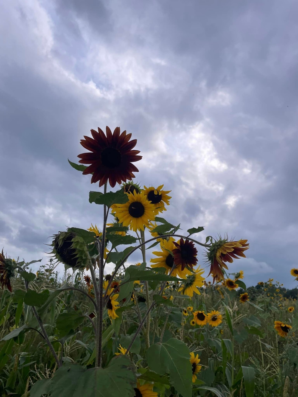100+ Organic Heirloom Sunflower Seeds For Planting Multiple Colors Free Shipping