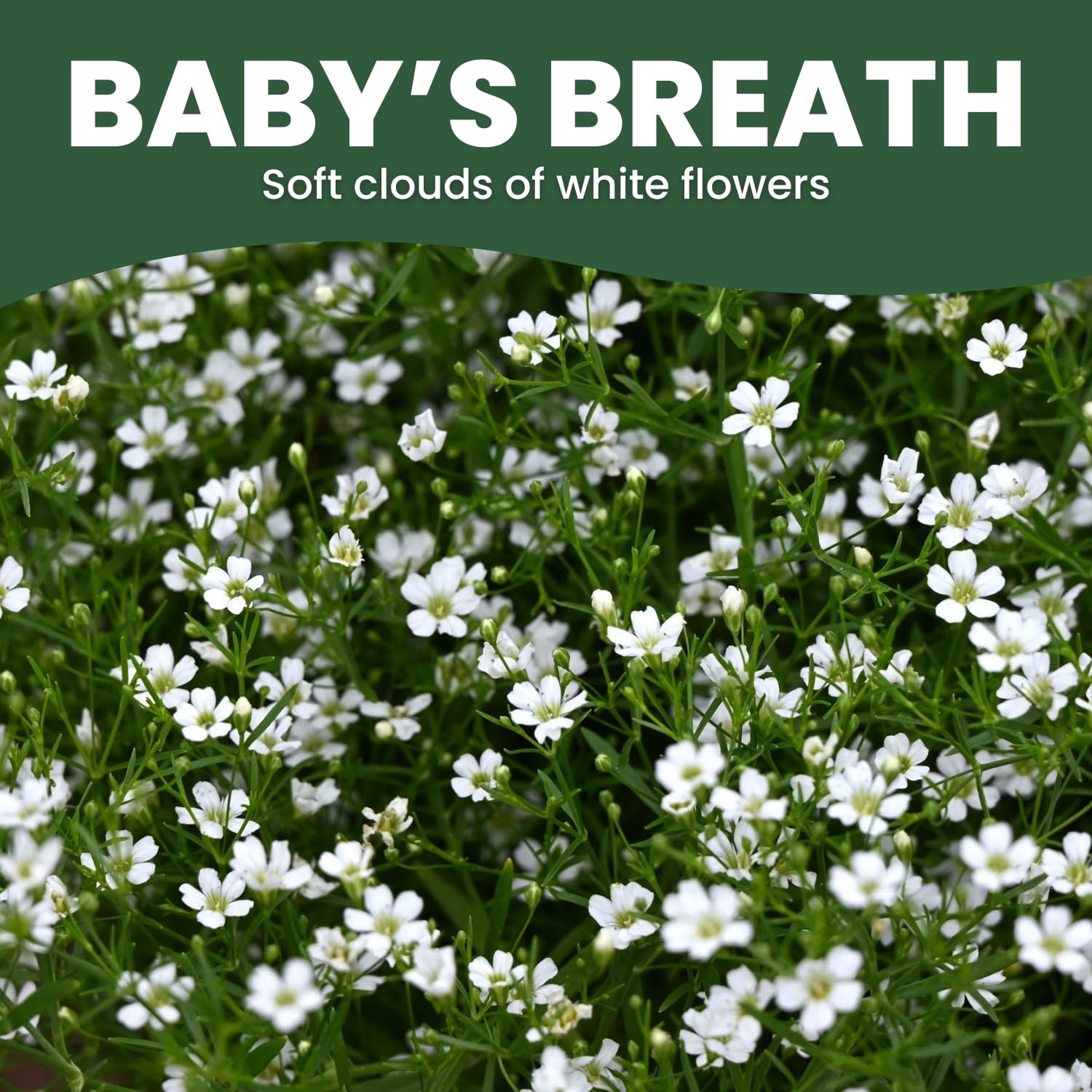 Baby’s Breath – 22,000 Seeds for Planting – 2026 Season – 1 Ounce Pouch