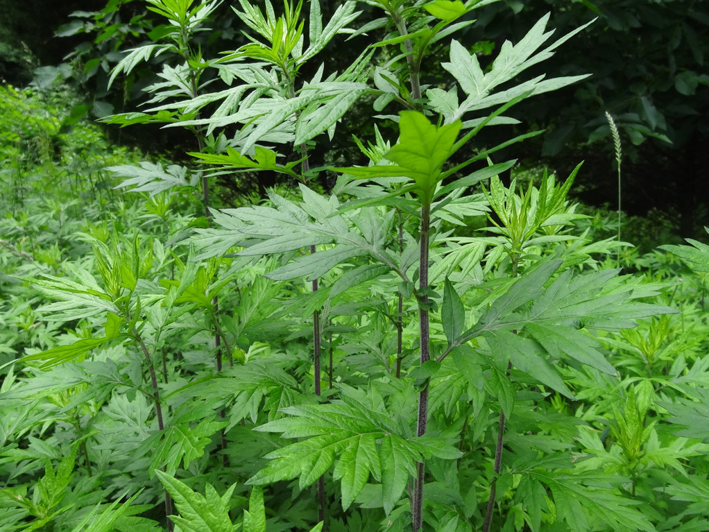 Mugwort Seeds (Artemsia-Vulgaris) | Non-GMO | Herbs | Fresh Garden Seeds
