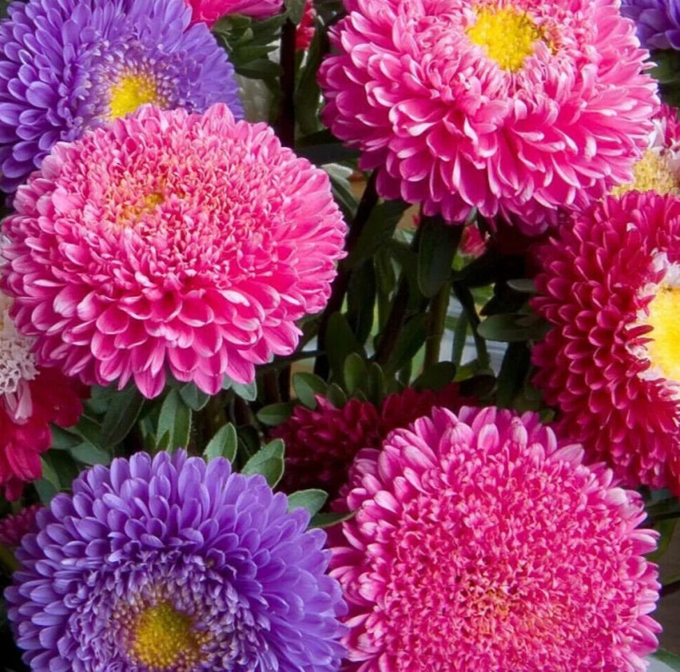 ASTER FLOWER SEEDS 600+ POWDER PUFF CHINA MIX colorful ANNUAL cut flower GARDEN