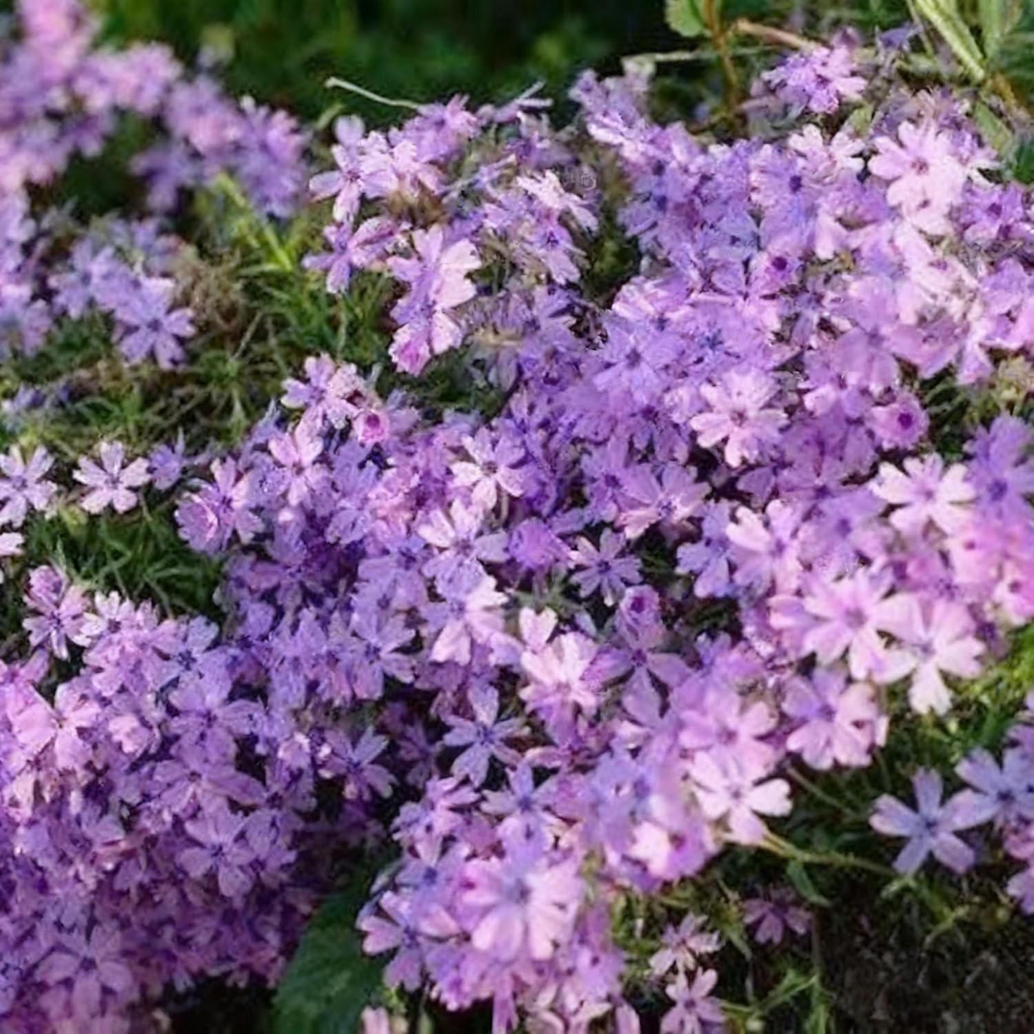 10007+ Creeping Mixed Phlox Seeds for Planting,Bright Perennial Creeping Phlox S