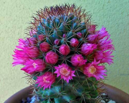 Mammillaria backebergiana subsp. ernestii | 100 Seeds