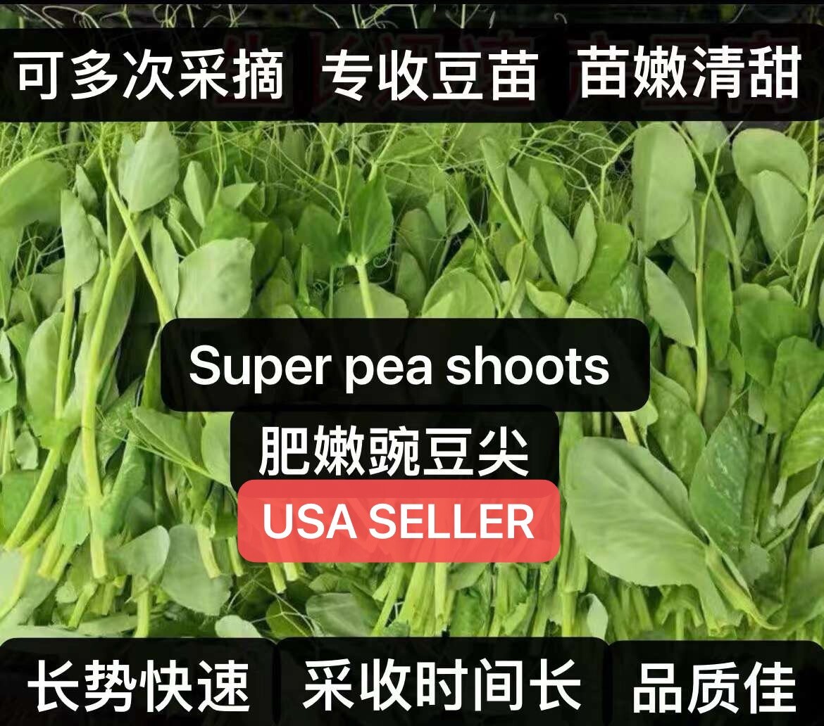 70+Super Pea shoots seeds/Tender Pea Shoots/Leaf and stem edible70多粒肥嫩豌豆尖种2023年产