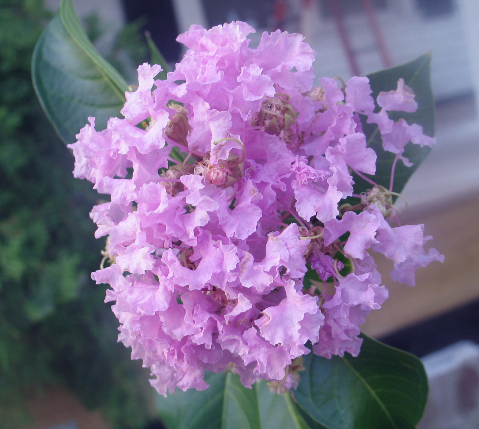 Lagerstroemia Crape Myrtle | speciosa | Giant Crape Myrtle | 10 seeds