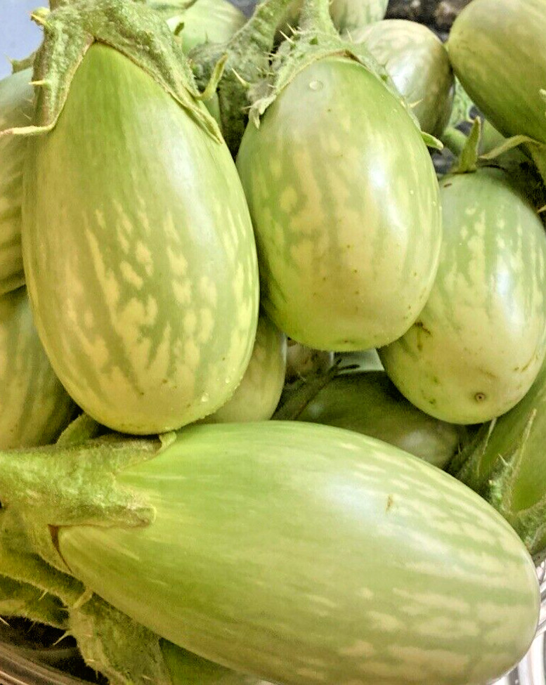 10 Indian Green Eggplant Fresh Organic Seeds~ Eggplant Seeds.