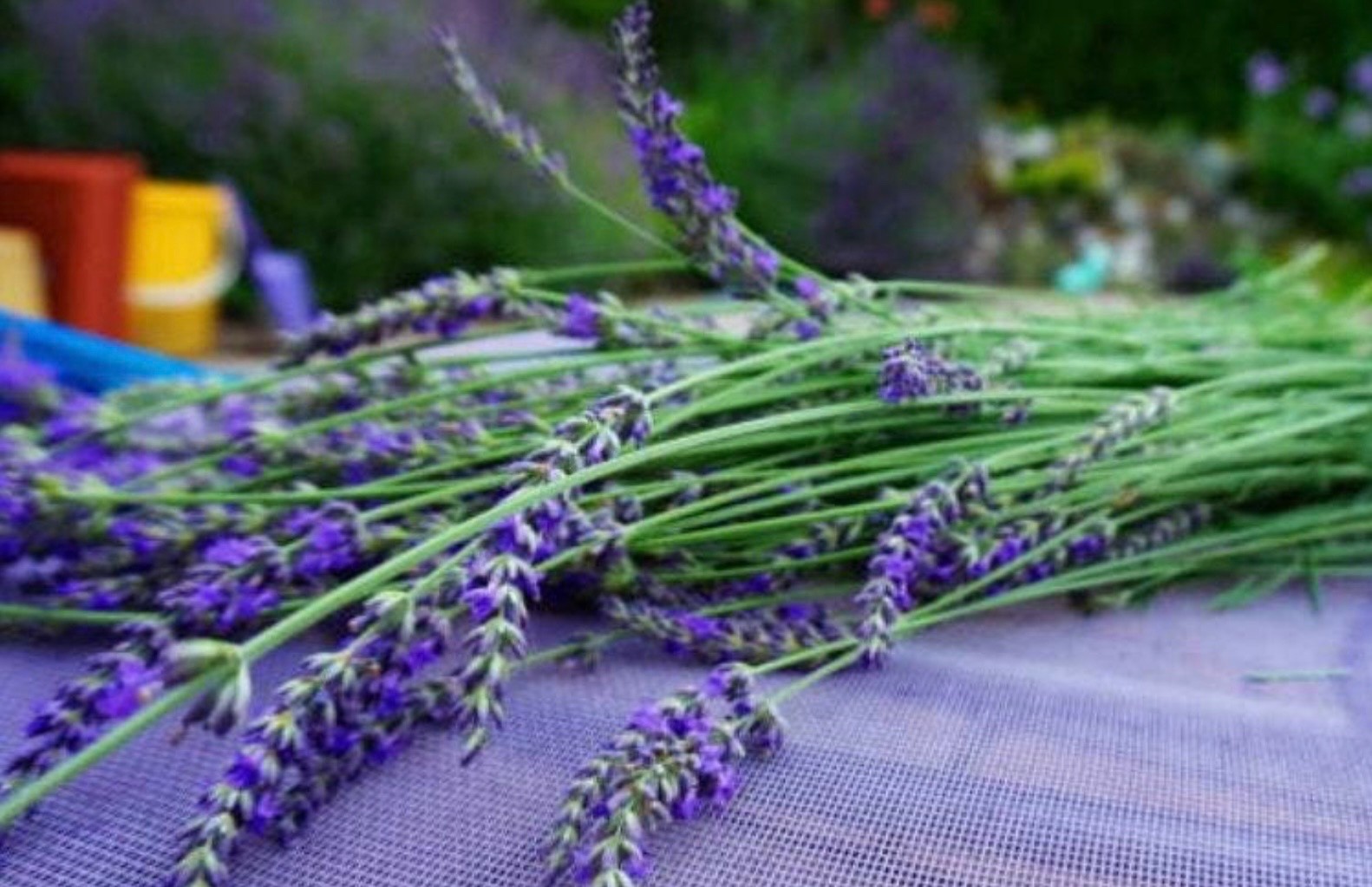 Fresh True English Lavender Vera Seeds-Organic, Most Fragrant Variety, Perennial