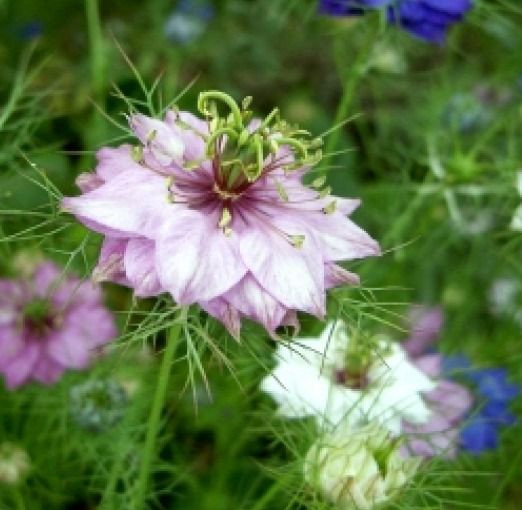 LOVE IN A MIST FLOWER SEEDS MIXED COLORS 50 FRESH SEEDS FREE SHIPPING