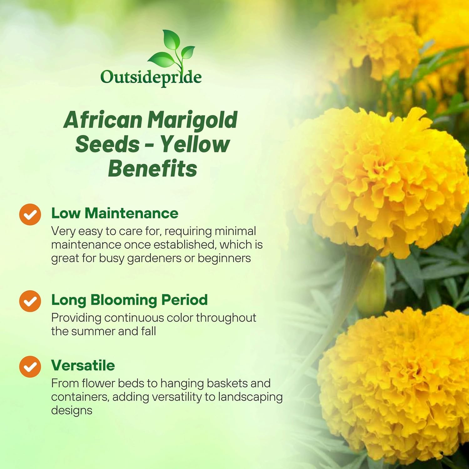1000 Seeds Marigold Seed – Tagetes Erecta African Marigold Yellow Flower Seeds