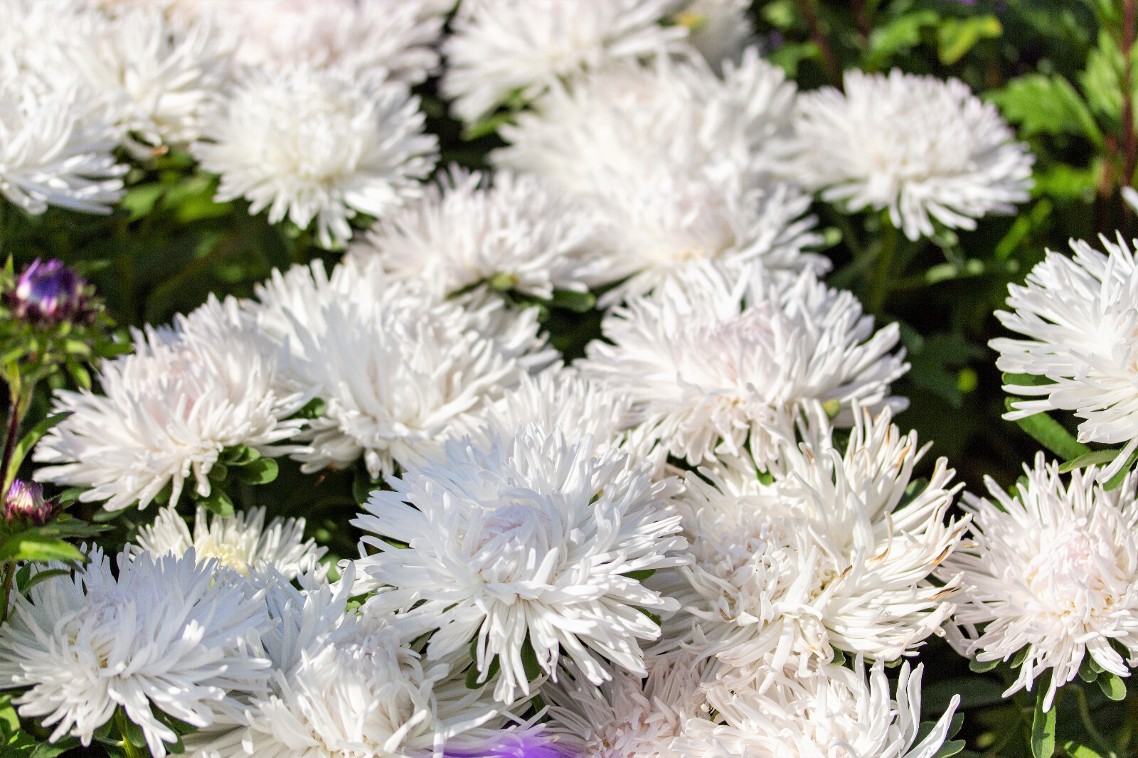 30 WHITE NEEDLE ASTER Callistephus Chinensis Unicom Flower Seeds *Flat S/H