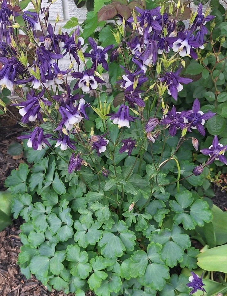 Kirigami Deep Blue And White Columbine Seeds – Packet Of 50