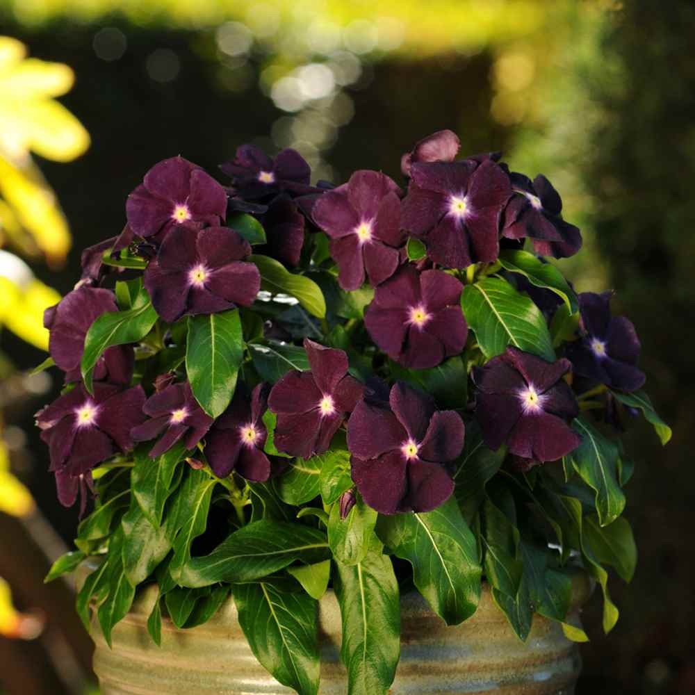 100 Seeds Dark Purple Periwinkle Vinca Seeds For Planting – Flower Seeds