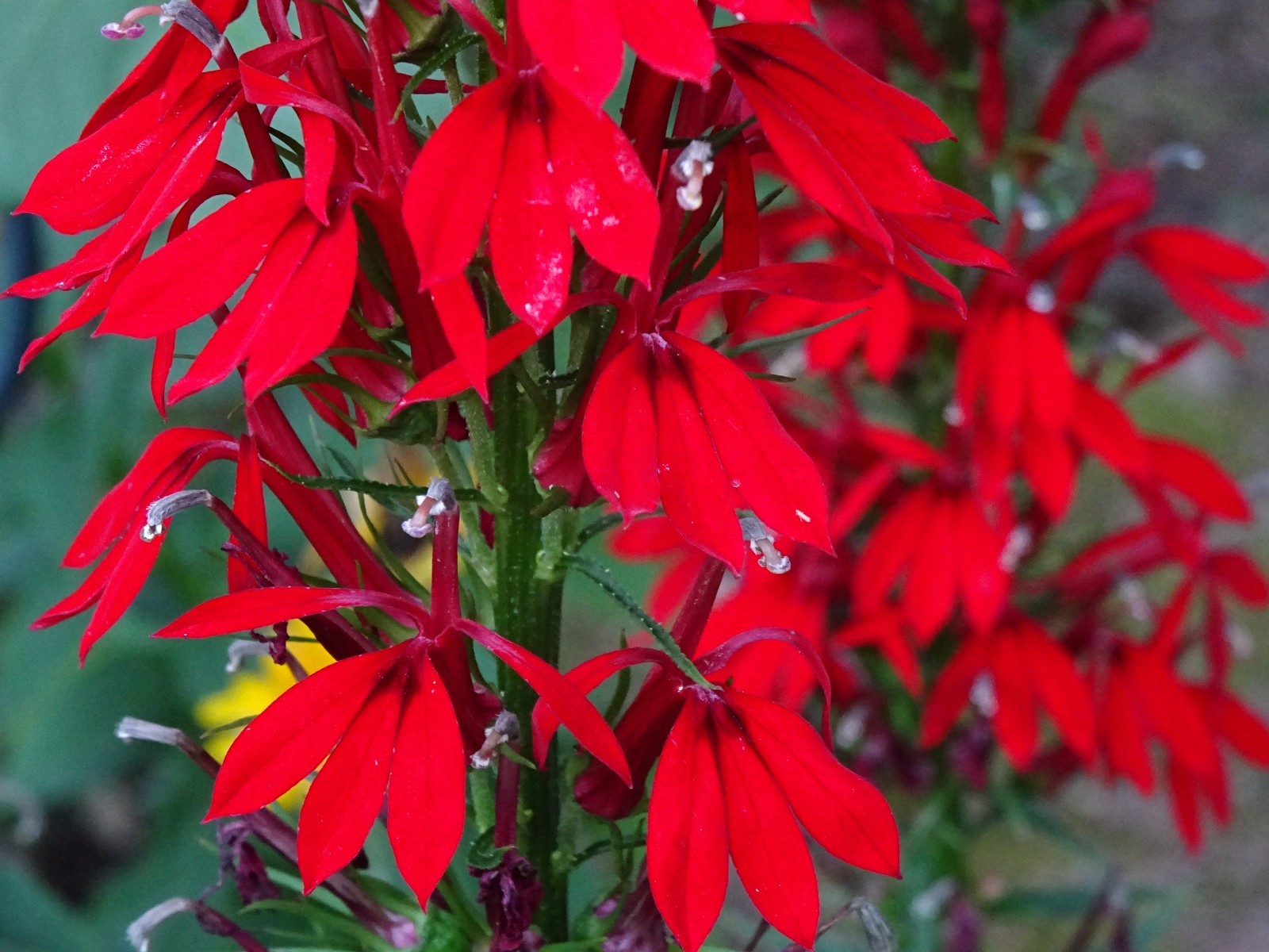 Cardinal Flower Lobelia Cardinalis Native for Hummingbirds 2000 seeds from 2023