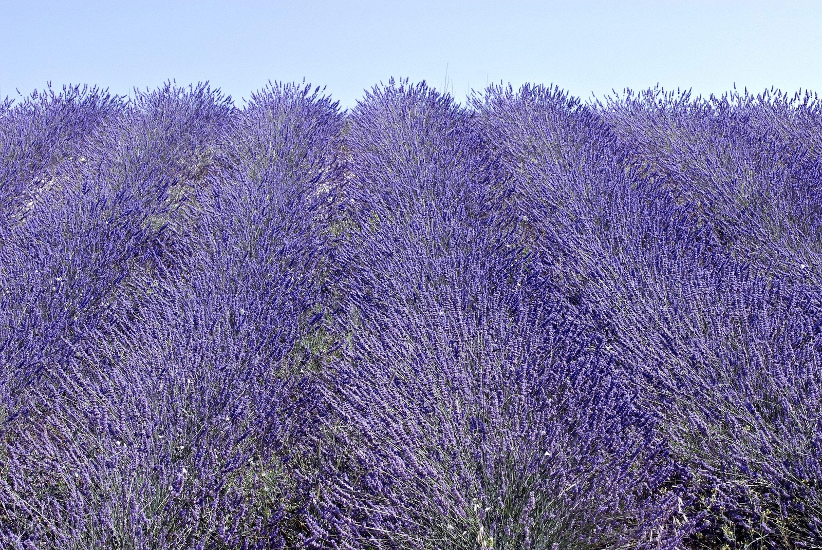300 ITALIAN LAVENDER Lavandula Angustifolia Blue Purple Flower Herb Seeds