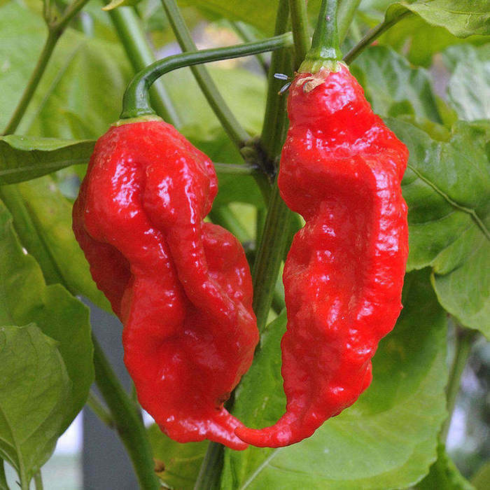 100 Ghost Pepper Seeds Bhut Jolokia World Record Hot Peppers Vegetable Seed