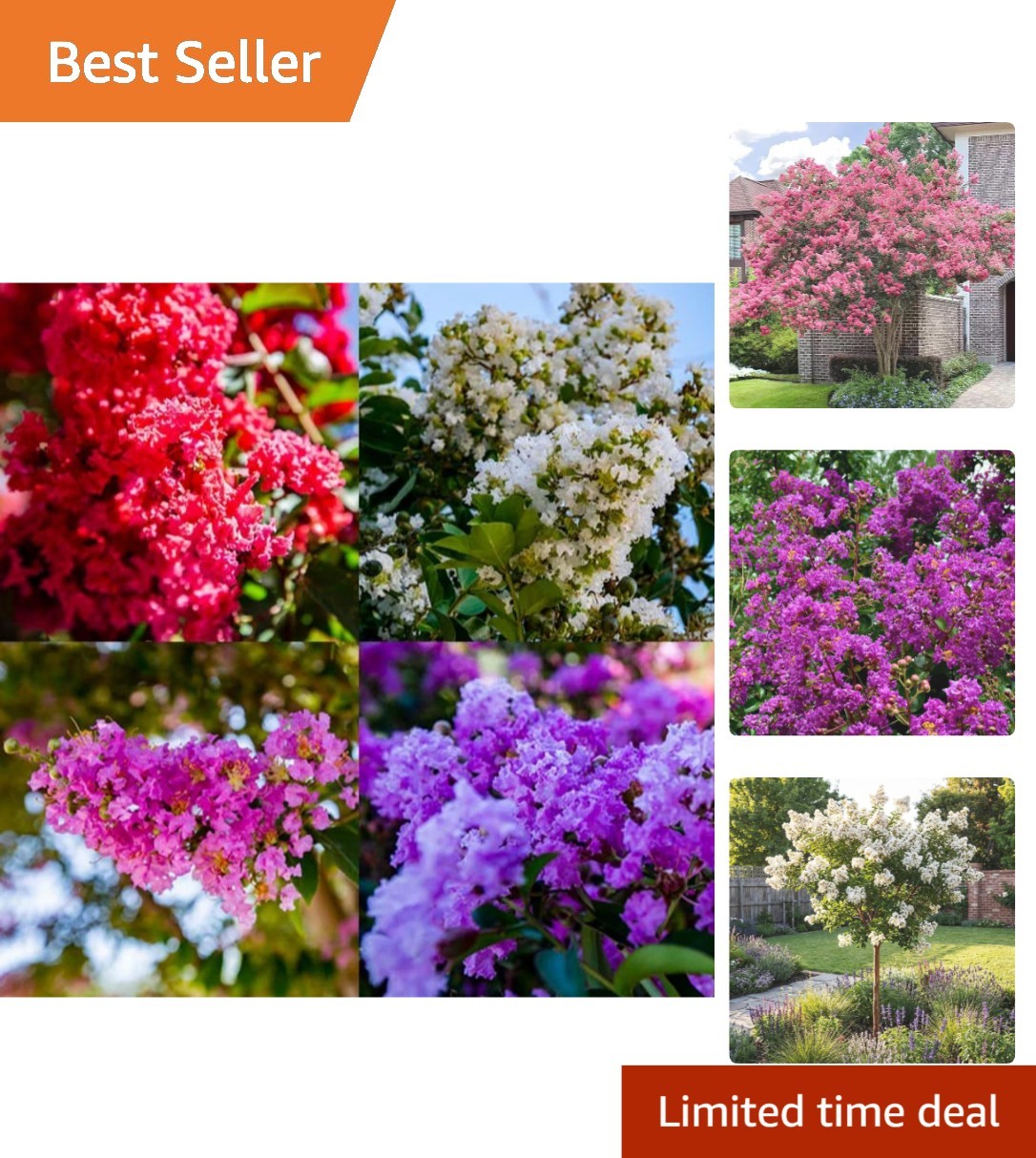 Crape Myrtle Seeds – 100+ GMO Free, Colorful Blooms Perfect for Outdoor Gardens