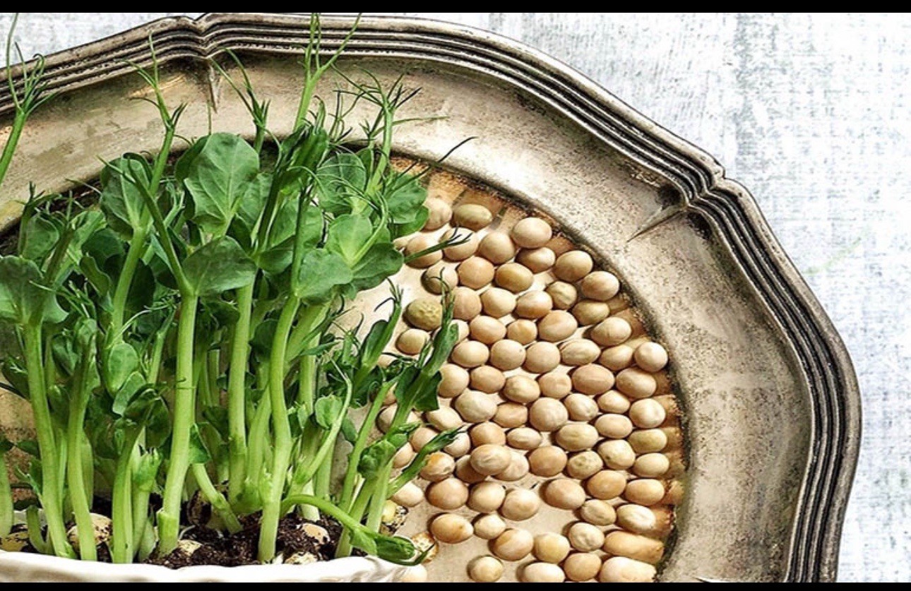 Pea Seeds – Non-GMO Vegetable Seeds for Home Garden, Easy to Grow, Fresh Harvest