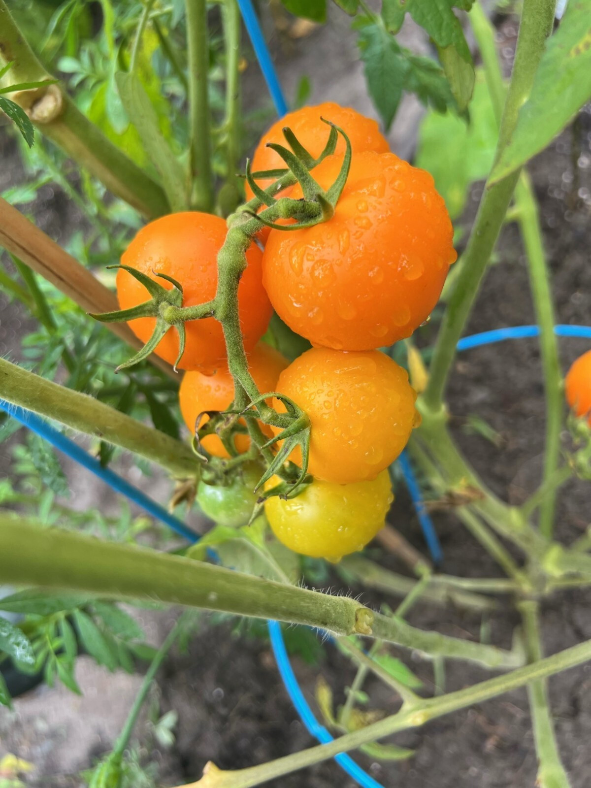 *NEW* 2023* ORGANIC SUN SUGAR CHERRY TOMATO 15 FRESH SEEDS SWEET SUMMER *2023*