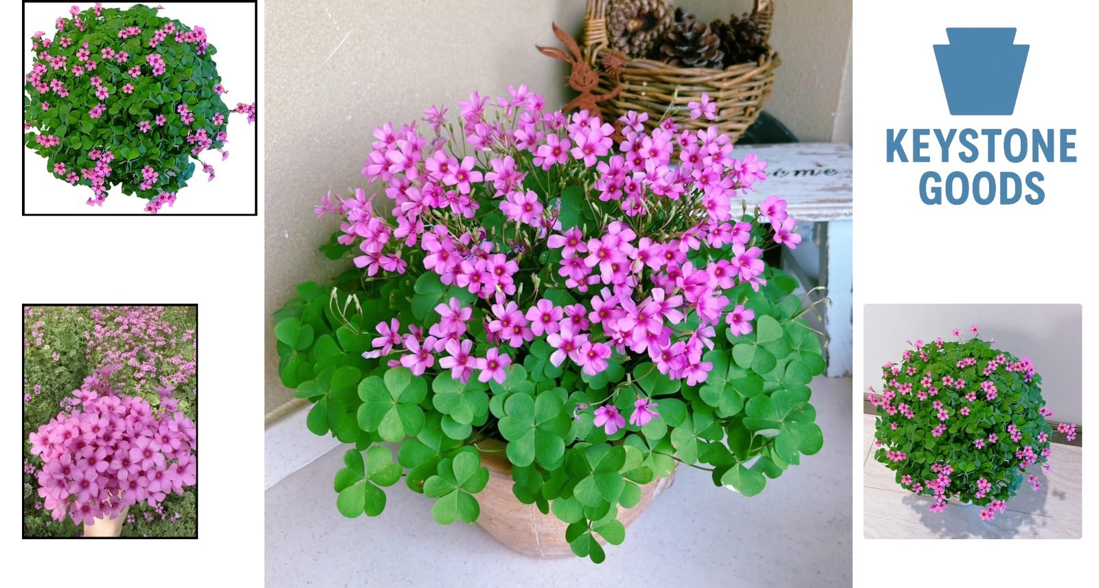 24 Pack Live Iron Cross Shamrock Bulbs – Indoor & Outdoor Oxalis Plants for D…