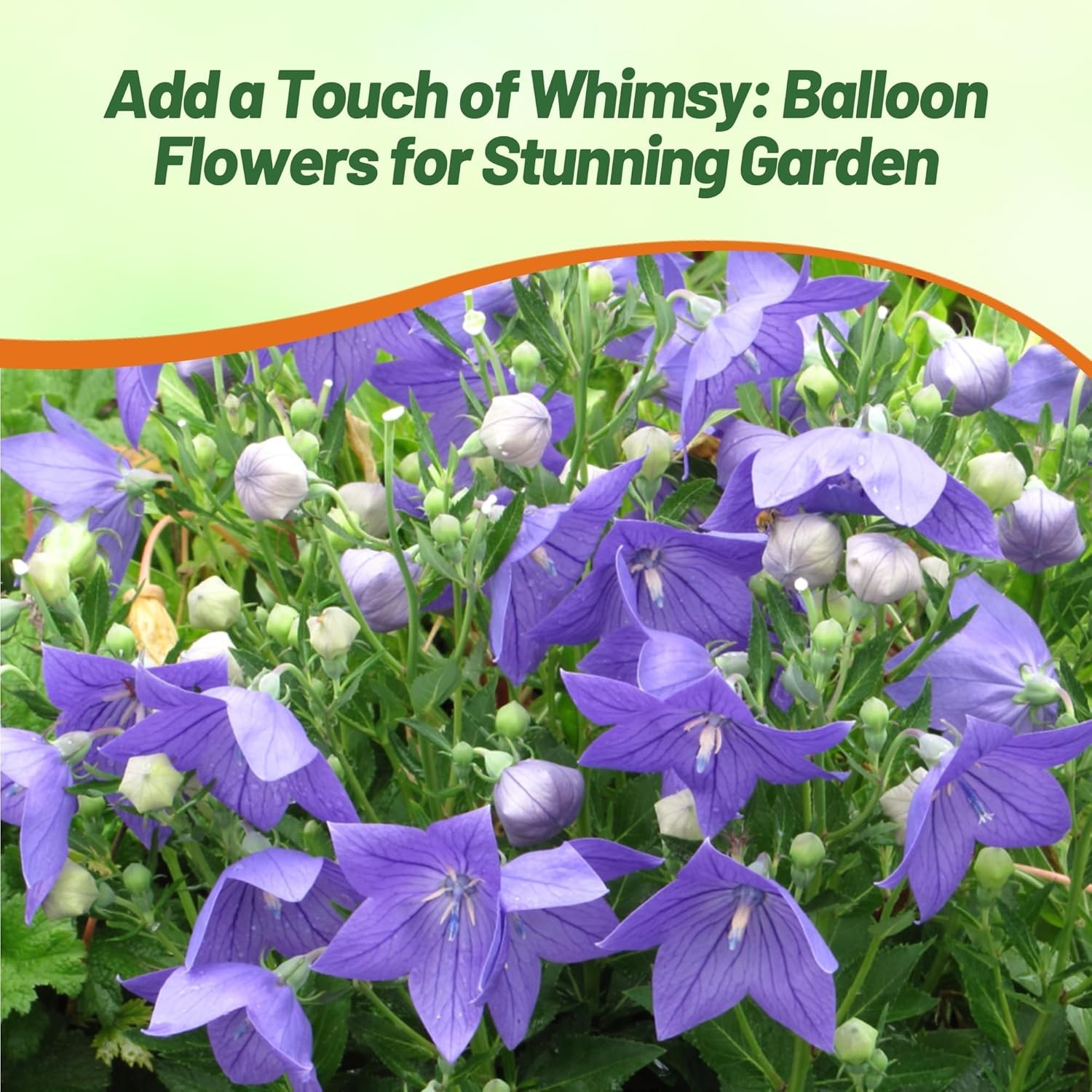 1000 Seeds Ballon Flower Seeds – Platycodon Grandiflora Blue Flower Seed