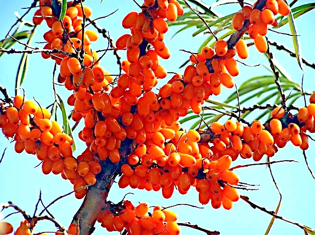 Sea Buckthorn “Seaberry” Tree Seeds (Hippophae Rhamnoides) Cold Hardy Fruit