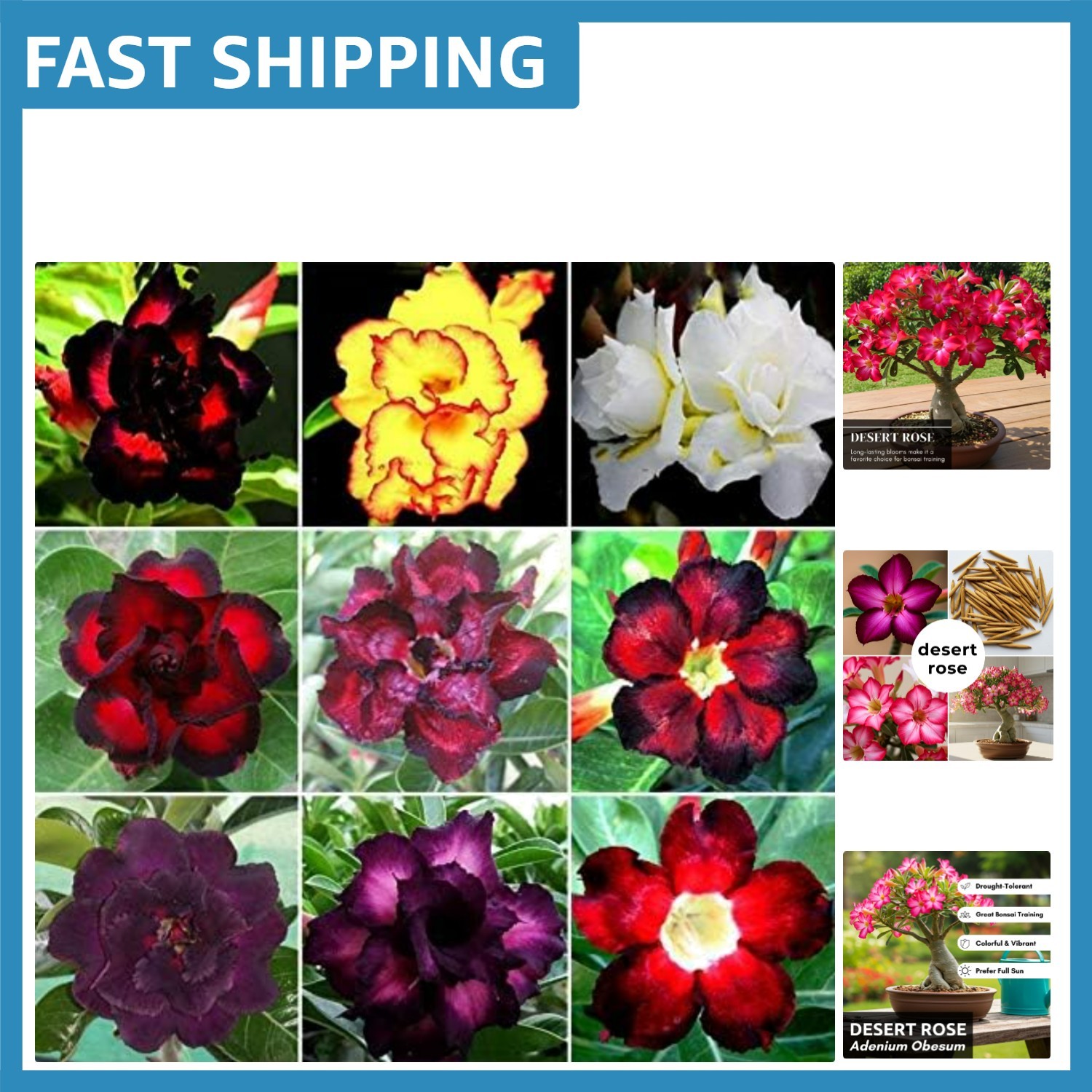 20 Exotic Desert Rose Seeds – Low Maintenance Adenium Obesum for Home Gardens