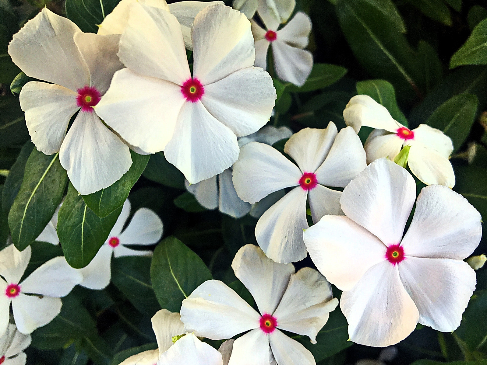 100 BRIGHT EYES PERIWINKLE Vinca Rosea Catharanthu Dwarf White Pink Flower Seeds