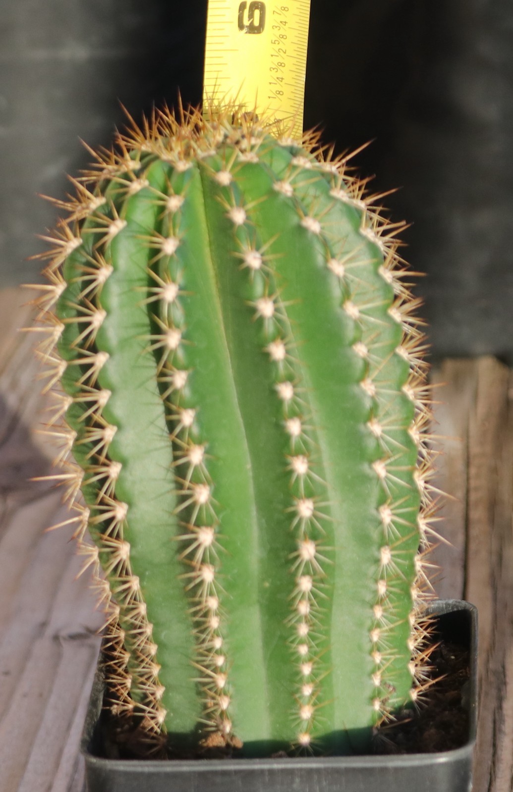 Tricho hybrid ‘Yellow Epic’