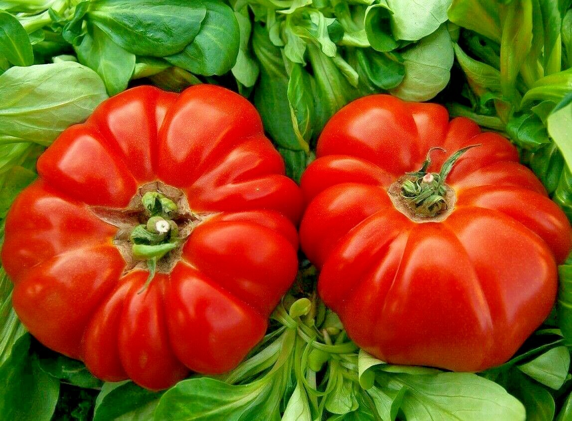 RARE GIANT OXHEART TOMATO HUGE TASTY AMERICAN HEIRLOOM NON-GMO JUICY 30+ SEEDS
