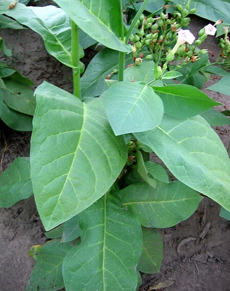 1000 Ahus Pipe Tobacco Seeds ~ Swedish Nicotiana Tabacum ~ FAST Growth!!