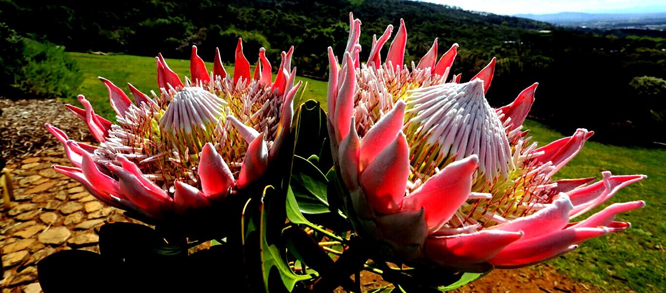 5 KING PROTEA CYNAROIDES SEEDS *GIANT 12″ FLOWERS* Rare Exotic Garden Plant