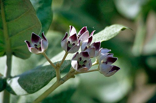 Calotropis procera | Sodom Apple | 20 Seeds