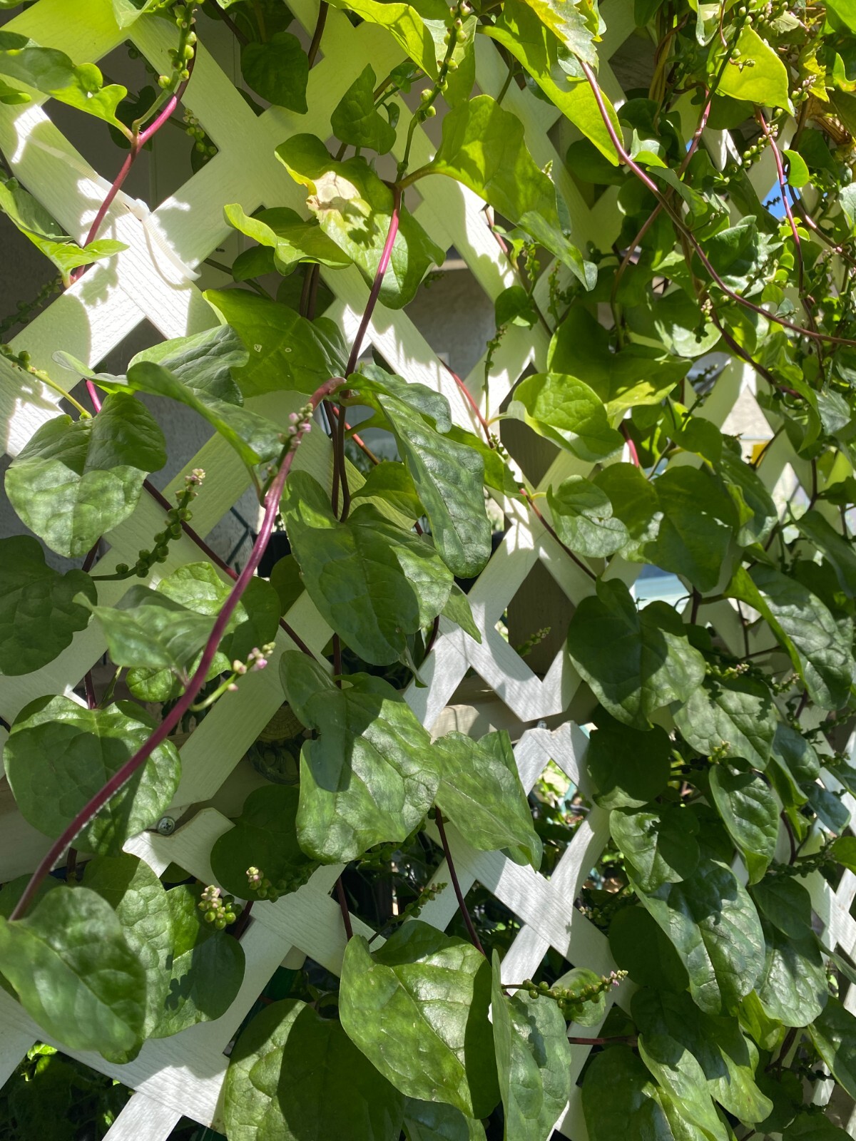 🌱Heirloom Red Malabar Climbing Spinach 50+ Seeds Warm Season Crop