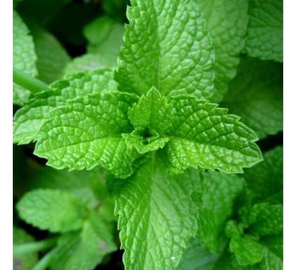 Peppermint Seeds Organic Non GMO Free Shipping!
