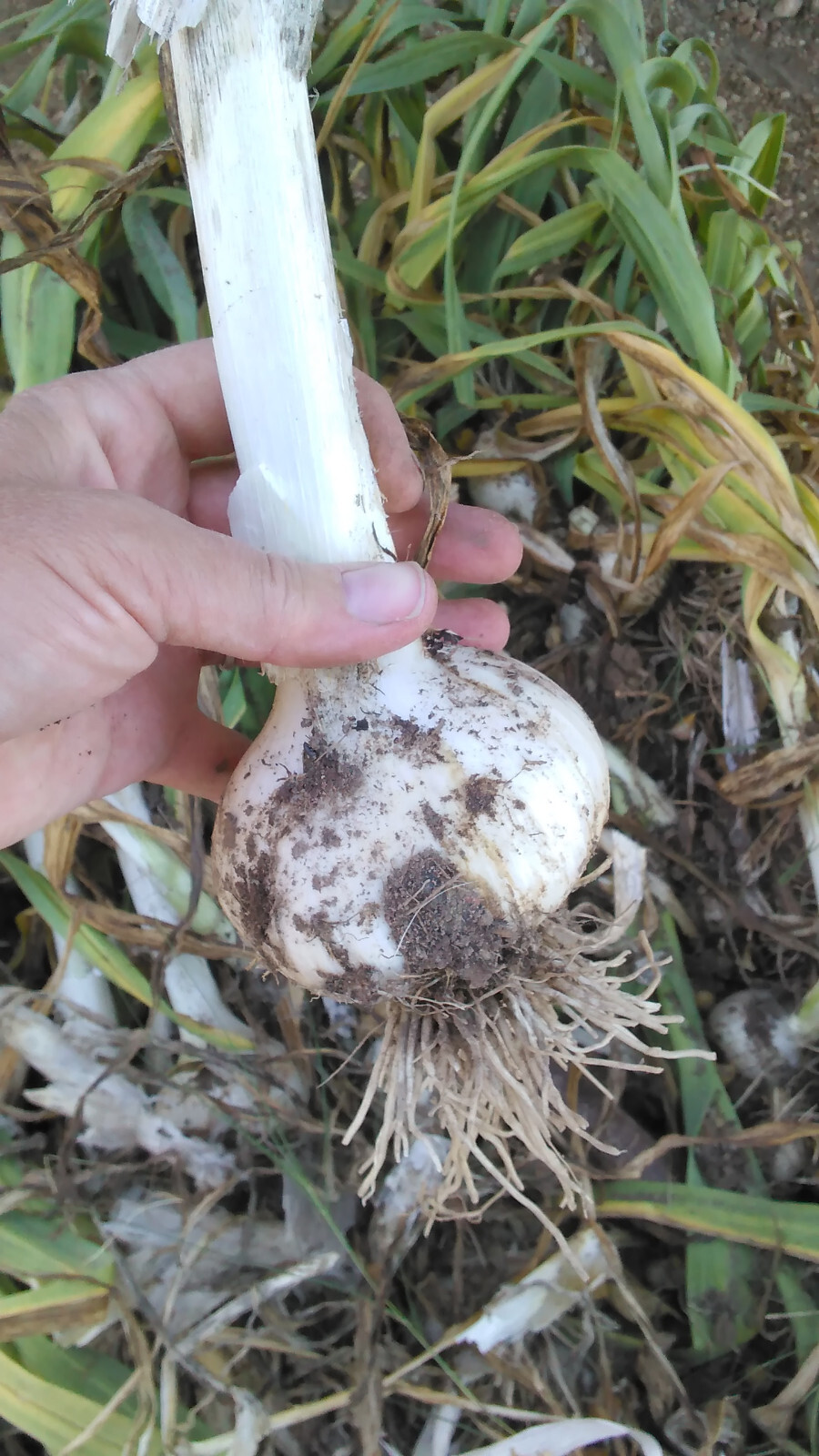 20 Garlic (Allium sativum) Corms/Bulbils- Fresh & Ready To Plant