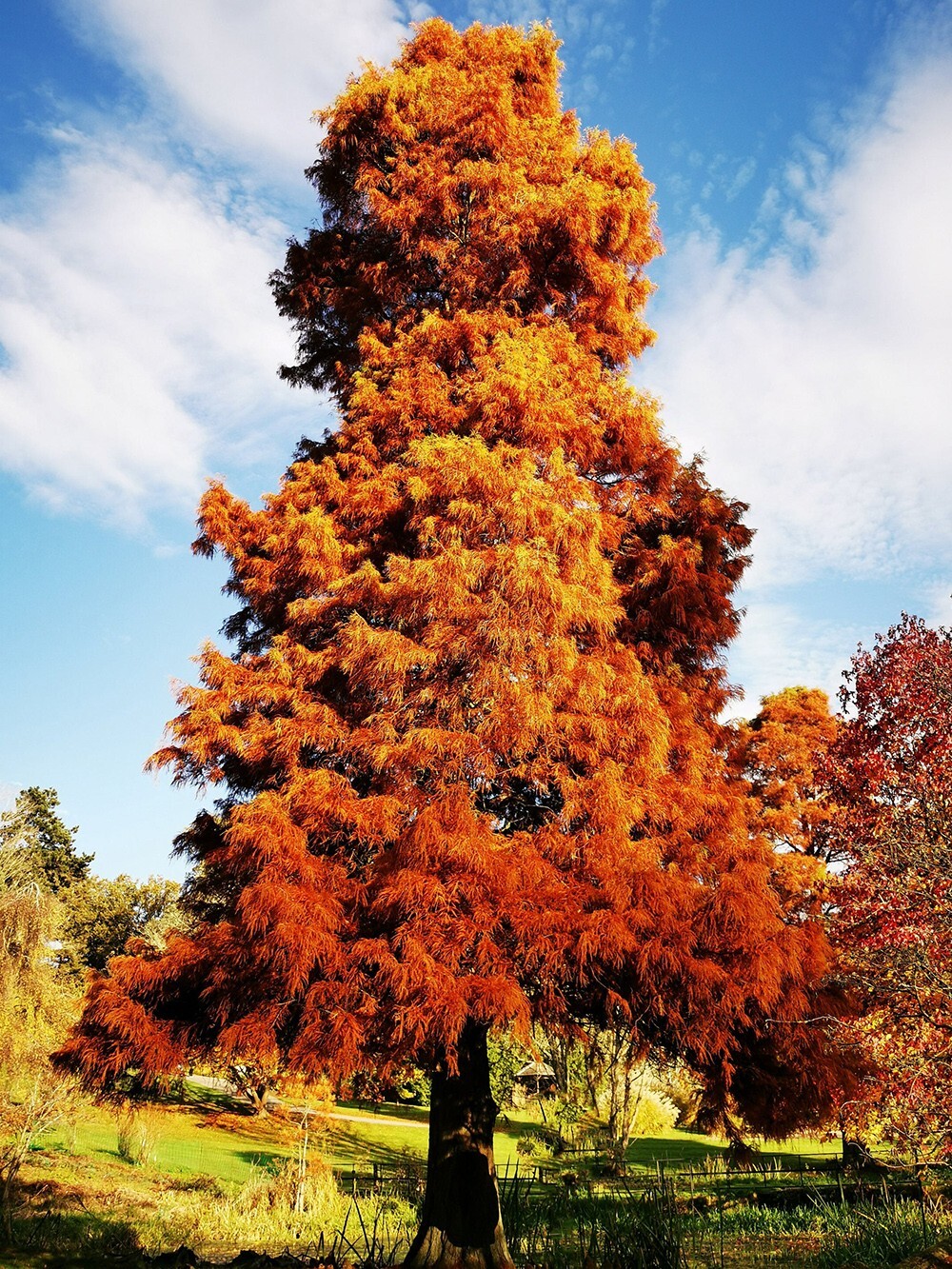 Northern Bald Cypress Tree | Premium Seeds | Taxodium distichum Summer | Plants’