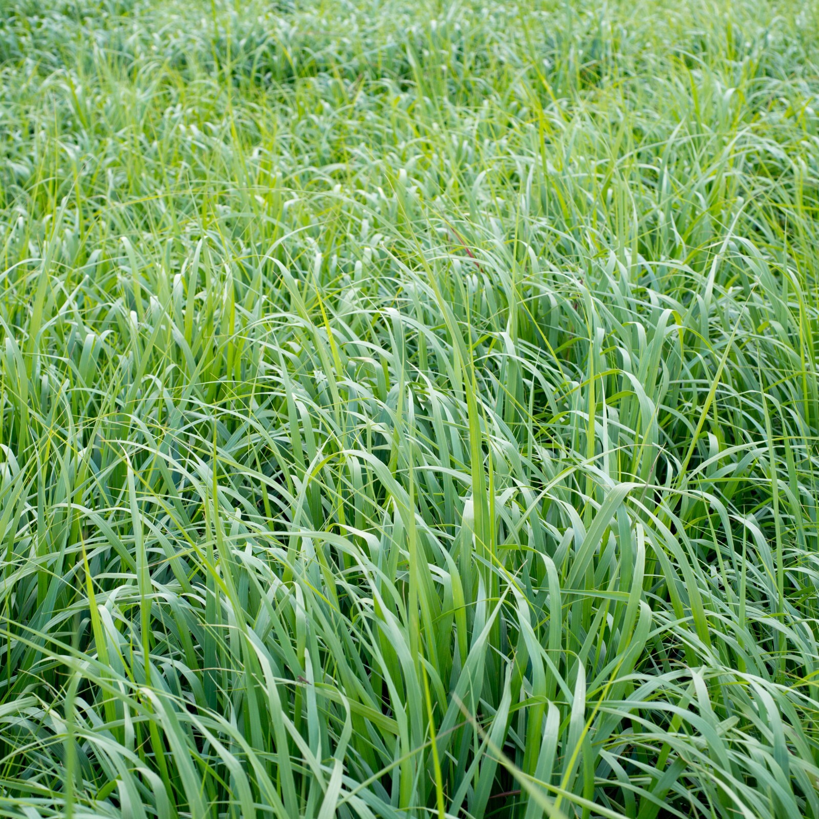 1 lb SWITCHGRASS Seeds Native Tall Grass Prairie Ornamental Perennial pound
