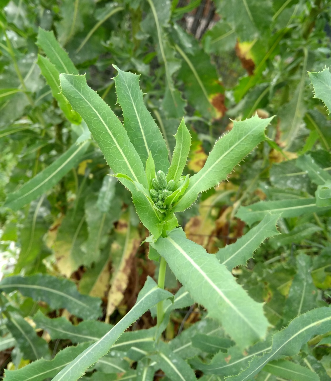 Wild Opium Lettuce Lactuca Virosa 25 Seeds Organic Methods Garden NON GMO MD USA