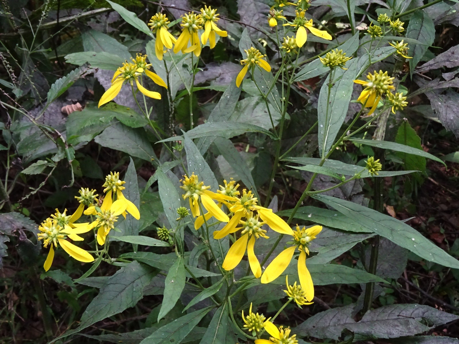 Wingstem Verbesina alternifolia 50 SEEDS NATIVE Perennial Wildflower FRESH 2025