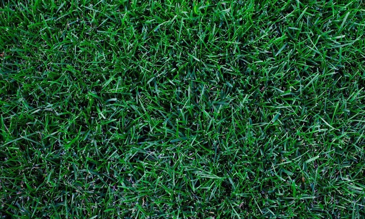 Dense Kentucky Bluegrass Seed, Ideal for High Traffic Lawns and Bare Feet