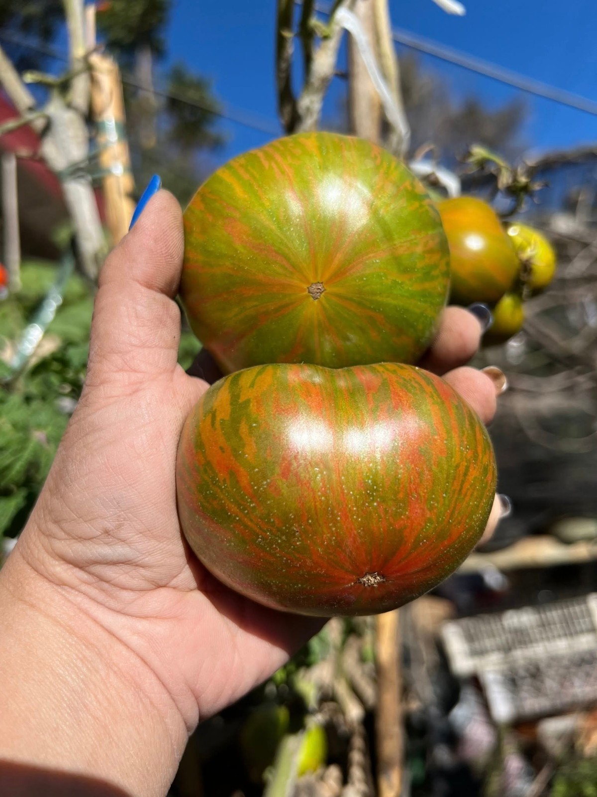 10 seeds Dwarf Peppermint Stripes Tomato ORGANIC Rare DTP