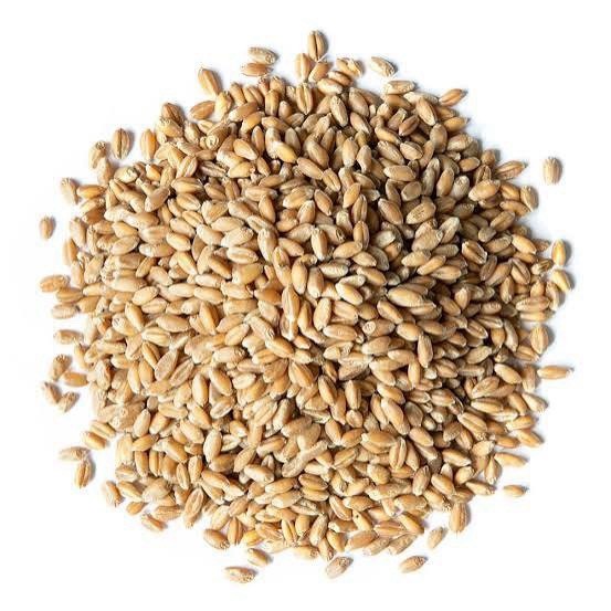Recleaned Wheat Seeds 10LB For Sprouting & Bird Feed Great For Chicken