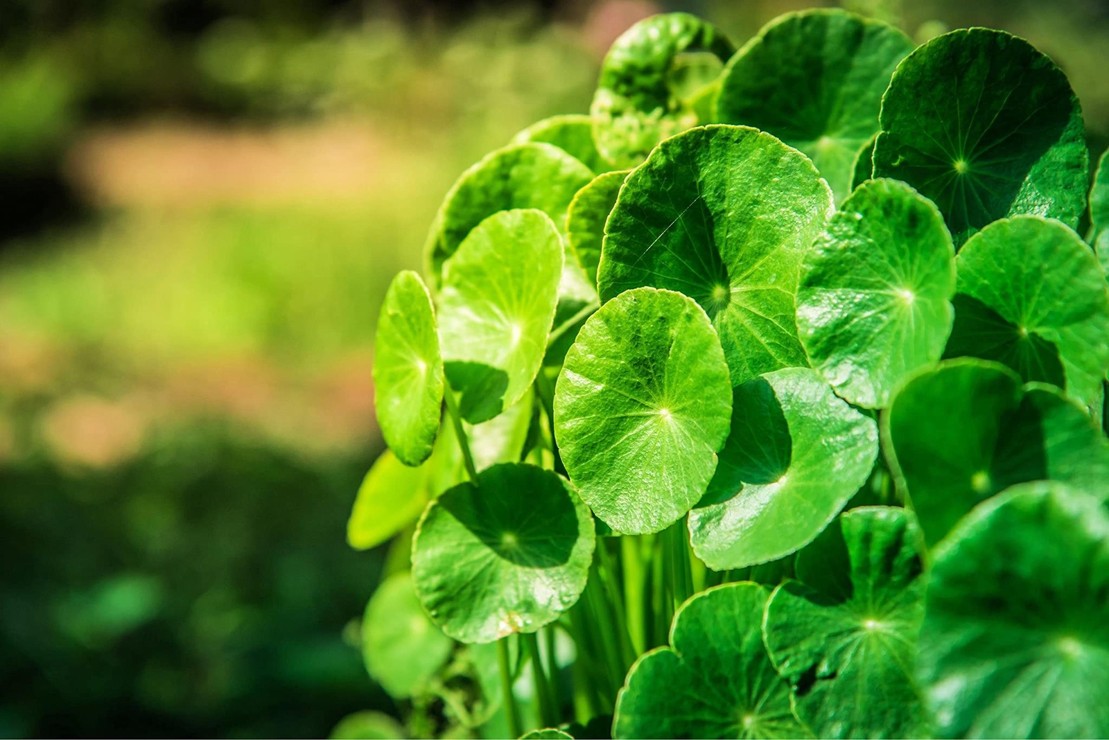Gotu Kola Seeds for Planting (50 Seeds) – Centella asiatica, Pennywort