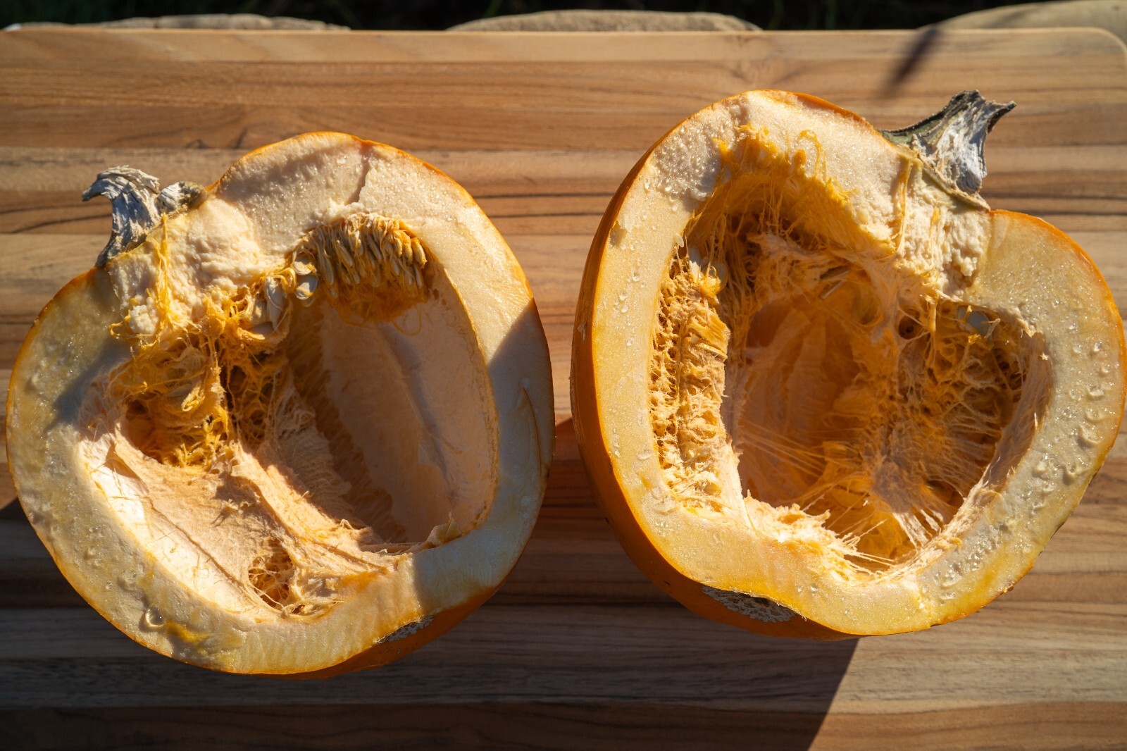 New England Pie Pumpkin Seeds for Planting Organic Non-GMO Seed Packet Bulk Size