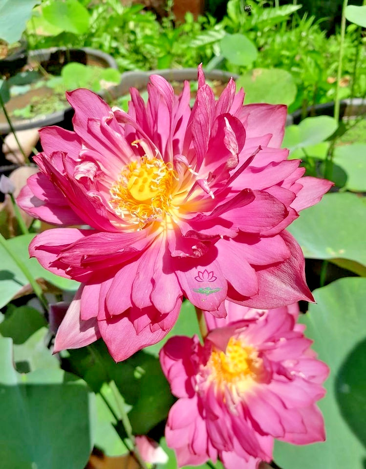 5 SIAM RUBY LOTUS SEEDS – ( MINI BOWL LOTUS ) – Nelumbo Nucifera