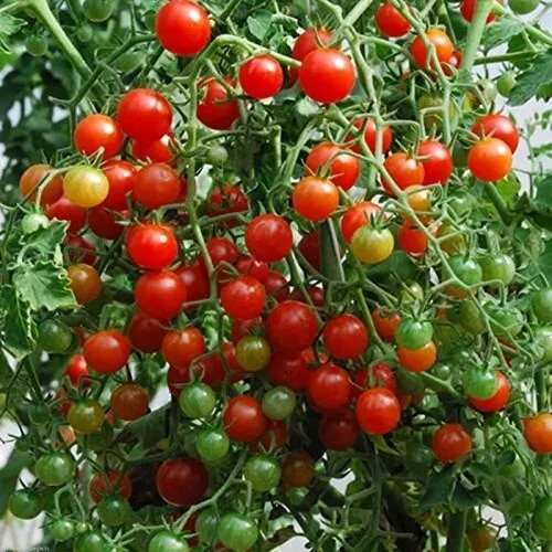 120+ Sweet Pea Currant Tomato Seeds —- TINY — 1000’s of Tomatoes —— RARE