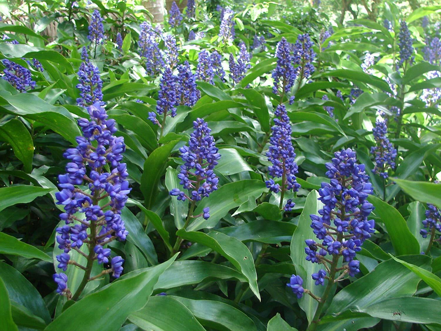 1 Hawaiian Blue Ginger Plant Root – Easy to Grow- Fragrant Once Bloomed