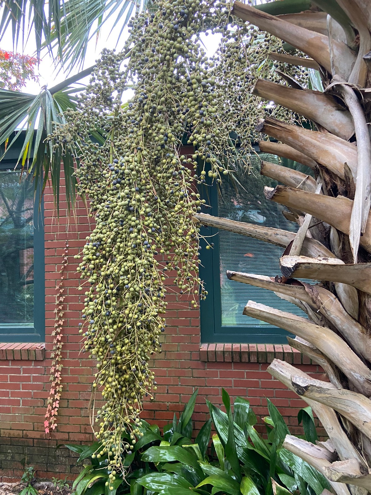 Sabal mexicana – Texas Palmetto Seeds. Cold Hardy!!!