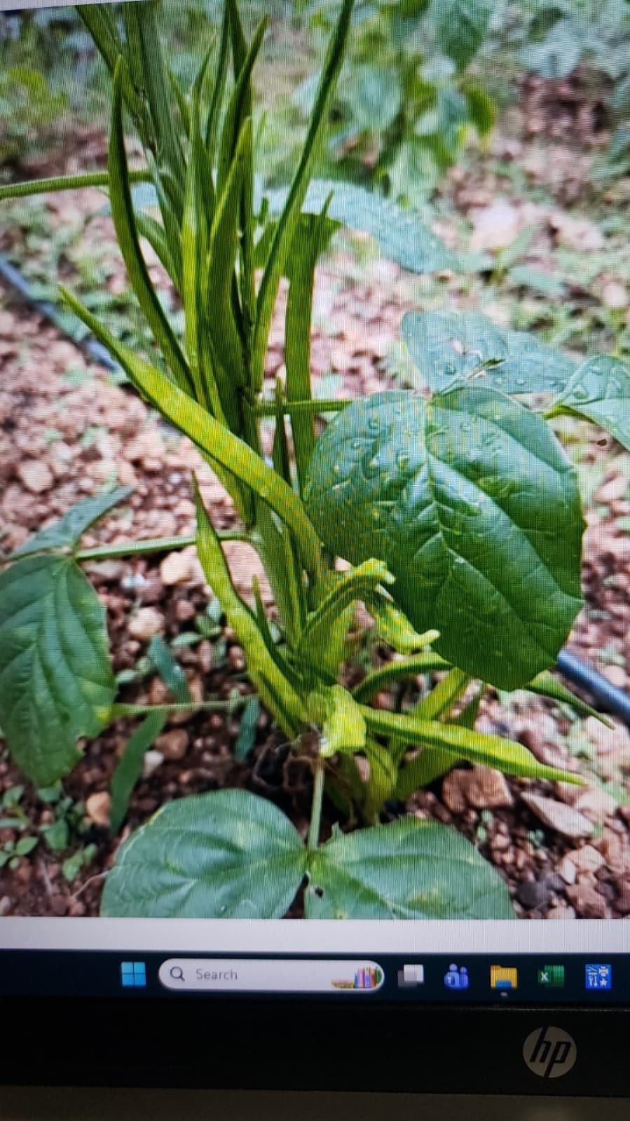Cluster beans seeds /Gawar/Guar/Guvar /gokarakaya/kotthavarai /Kothamara seed